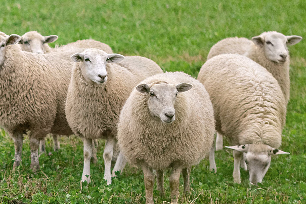 Es sind Schafe auf einer grünen Wiese.