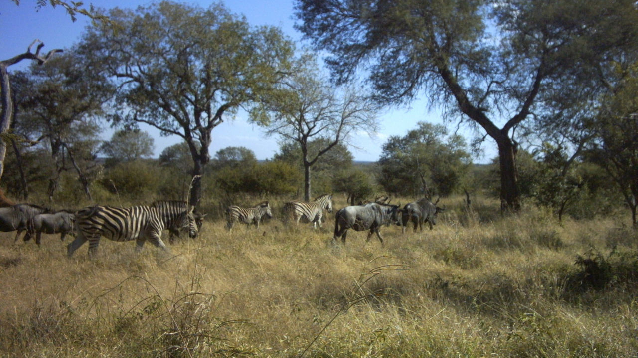 Savanne mit ein paar grünen Bäumen und einer Herde Zebras