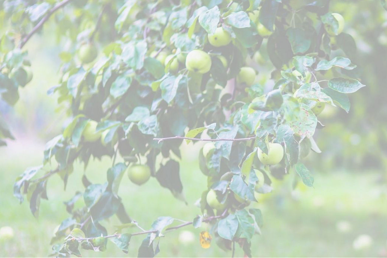 Grüner Obstbaum mit Früchten in einer hellen, idyllischen Garten- oder Wiesenlandschaft.