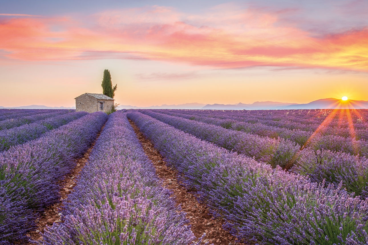 Lavendelfeld mit Sonnenuntergang im Hintergund