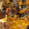 Bienen