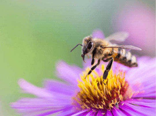bienenfreundliche-pflanzen