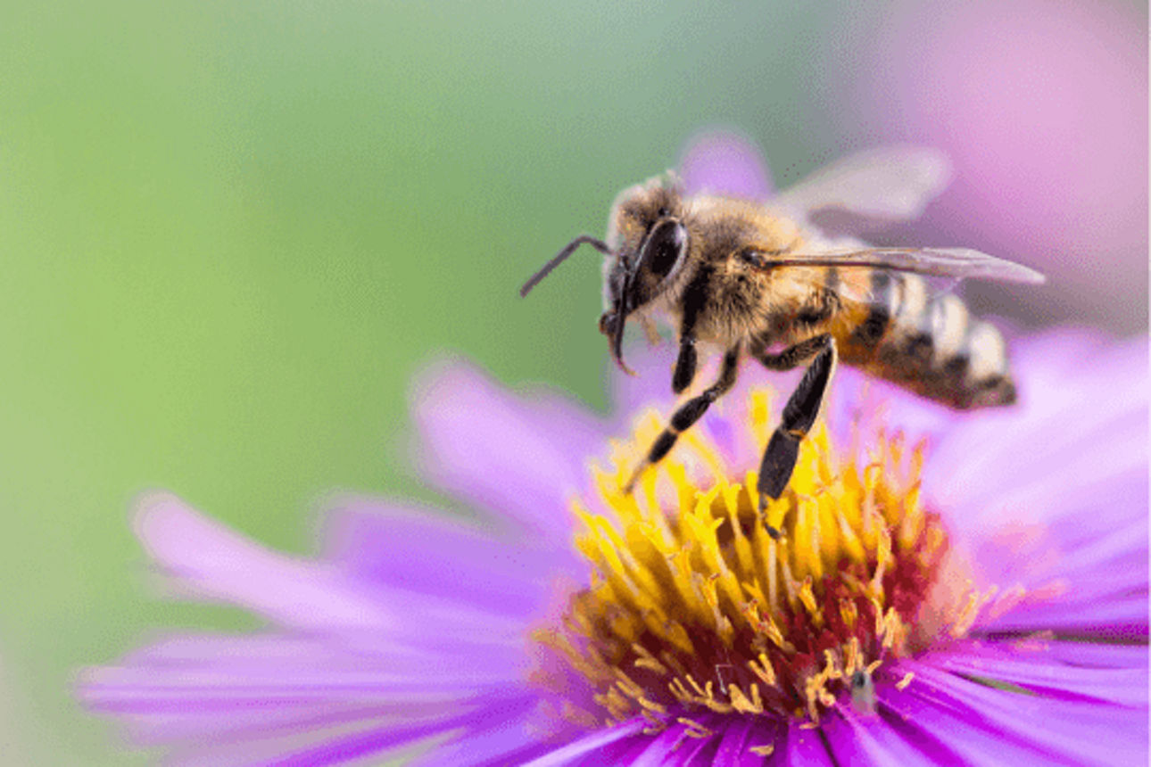 Eine Biene landet auf einer lila farbigen Blüte