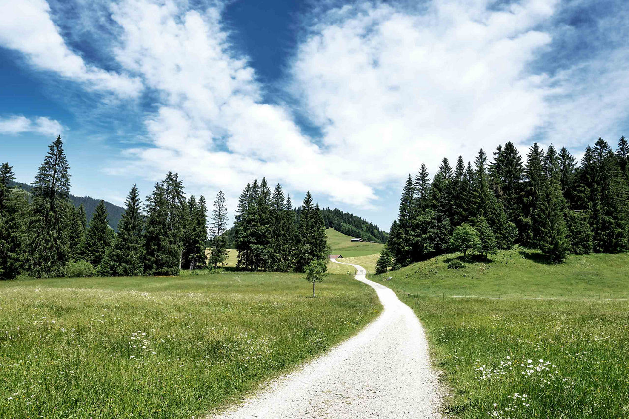 Ein Weg in der Natur