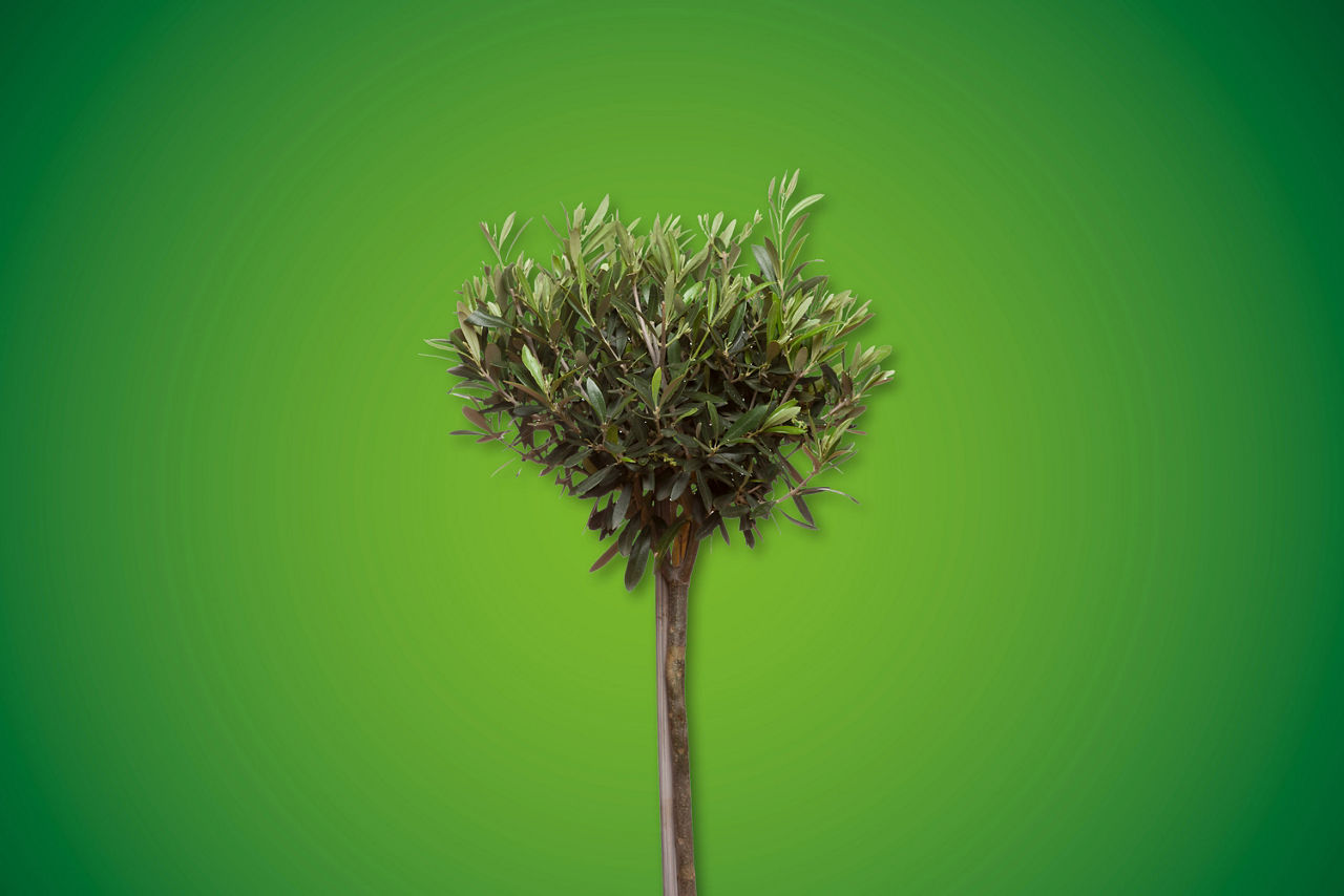 Olivenbaum