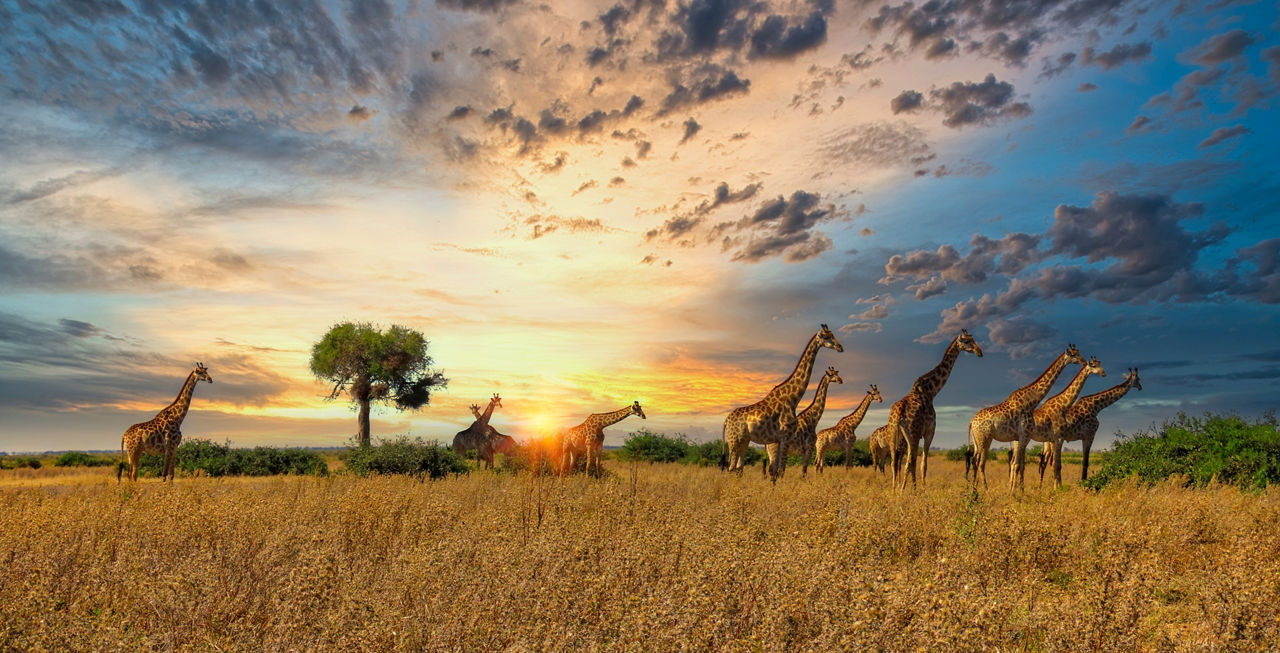 Namibia Botswana Zimbabwe