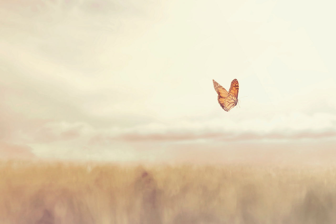 fligender Schmetterling bei Sonnenuntergangs Licht 