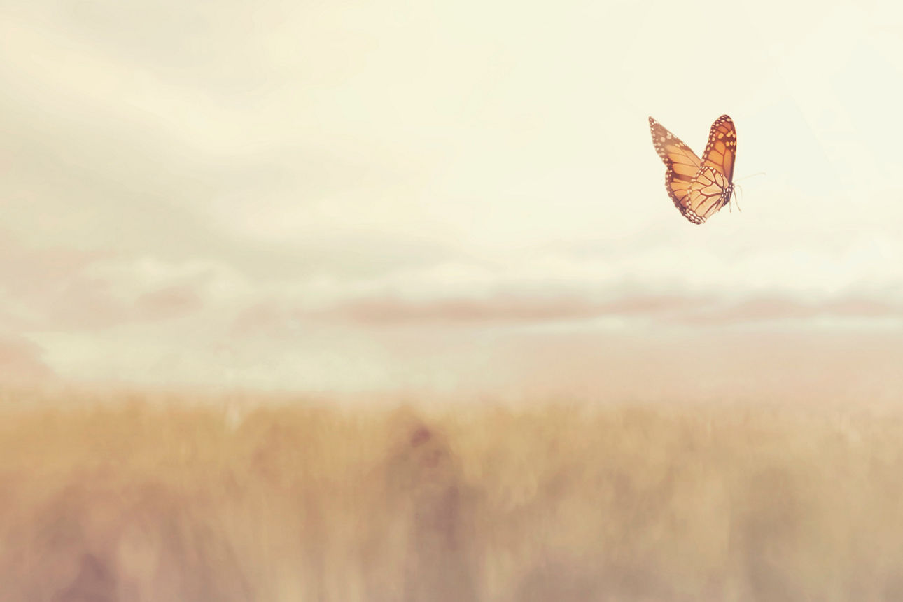 Schmetterling fliegt über Feld