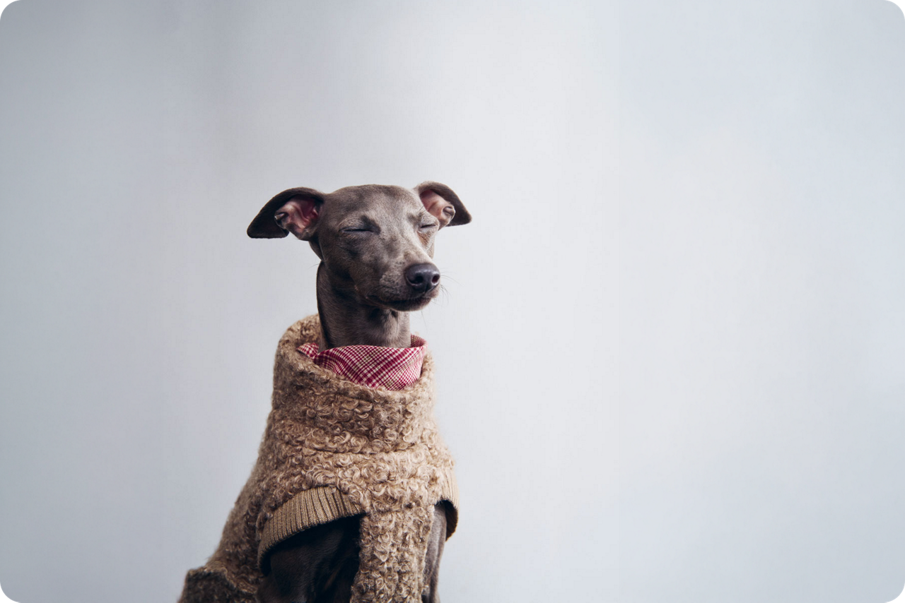 Schlanker grauer Hund trägt einen gestrickten Pullover vor hellem Hintergrund.