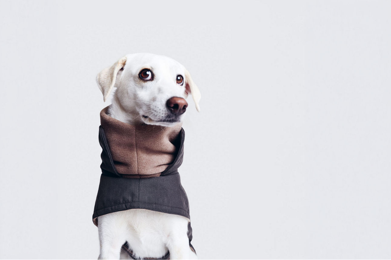 Weißer Hund trägt einen grauen Mantel mit hohem Kragen vor hellem Hintergrund.