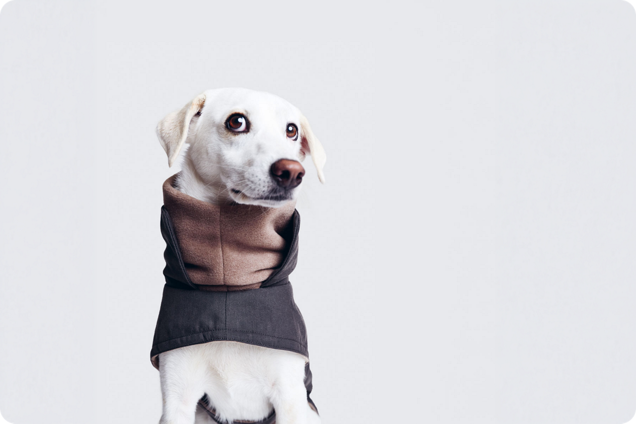 Weißer Hund trägt einen grauen Mantel mit hohem Kragen vor hellem Hintergrund.