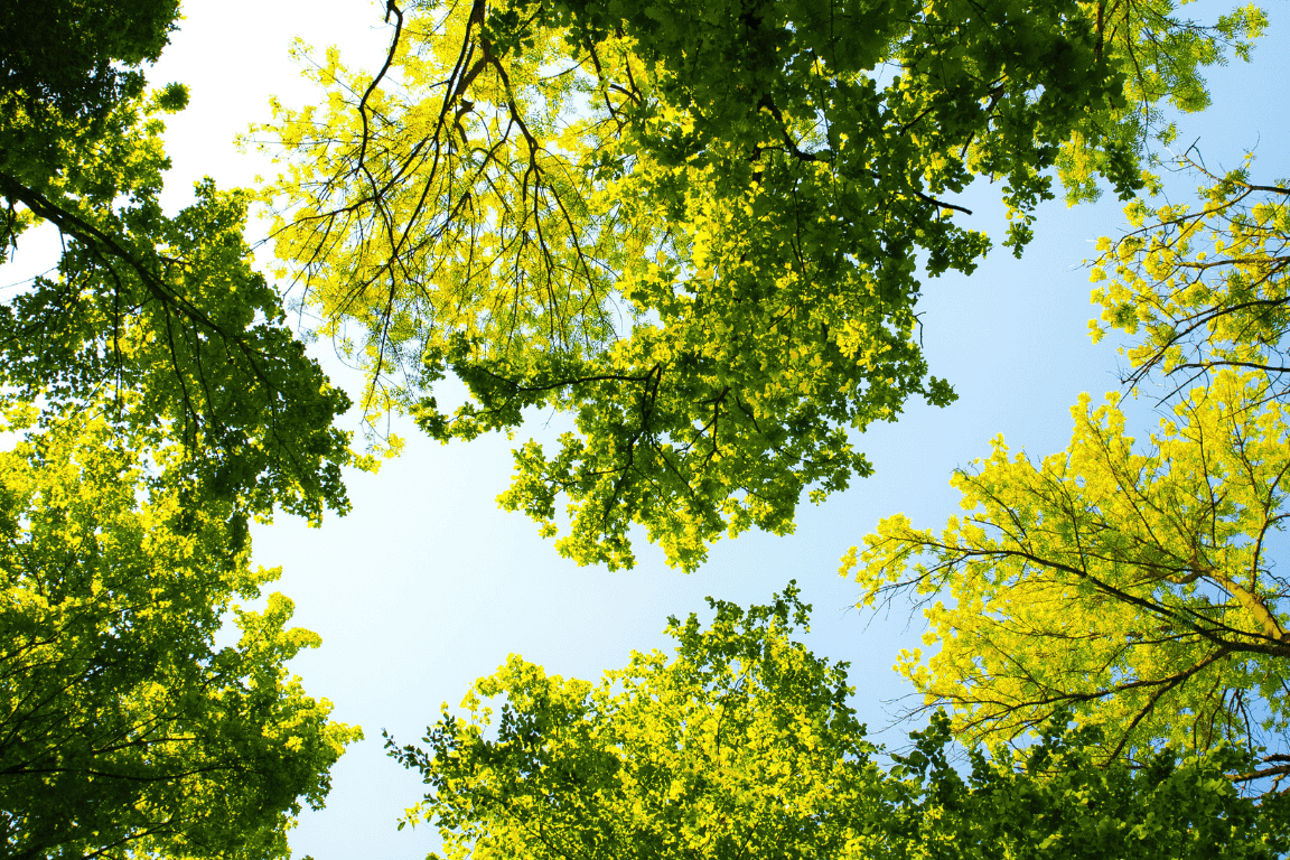 Baumkronen mit grünen Blättern von unten aufgenommen.