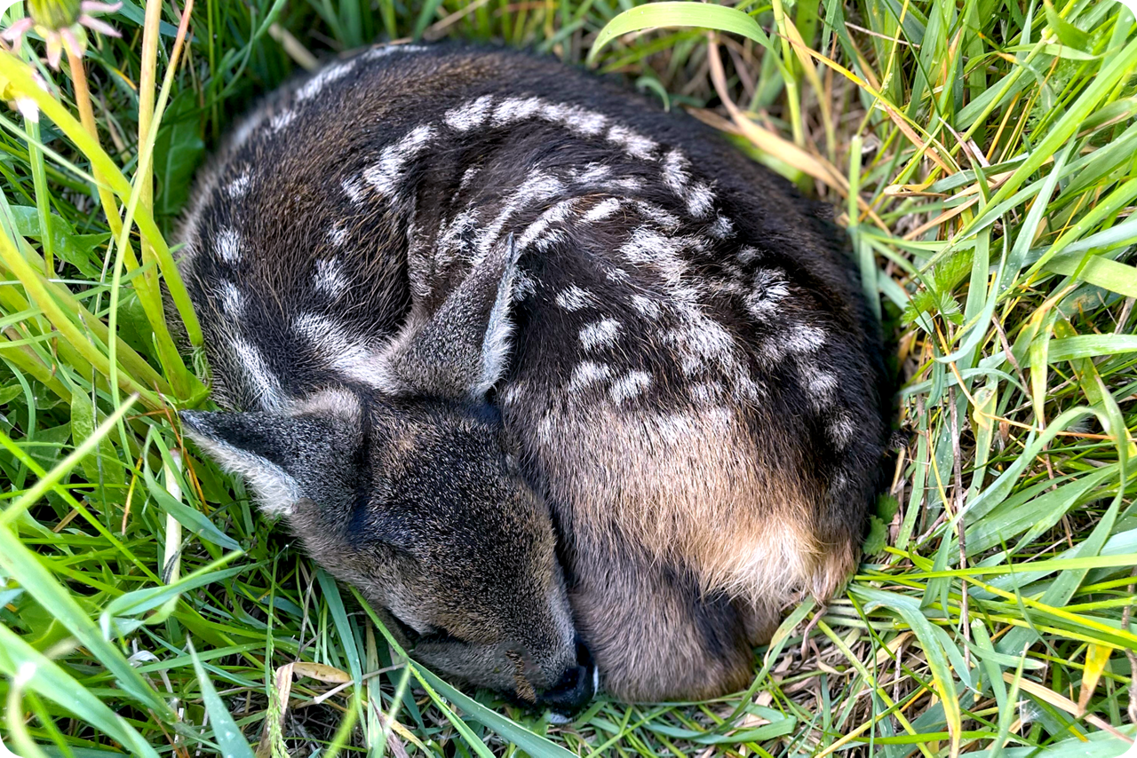 Zusammengerolltes Rehkitz liegt im Gras versteckt.