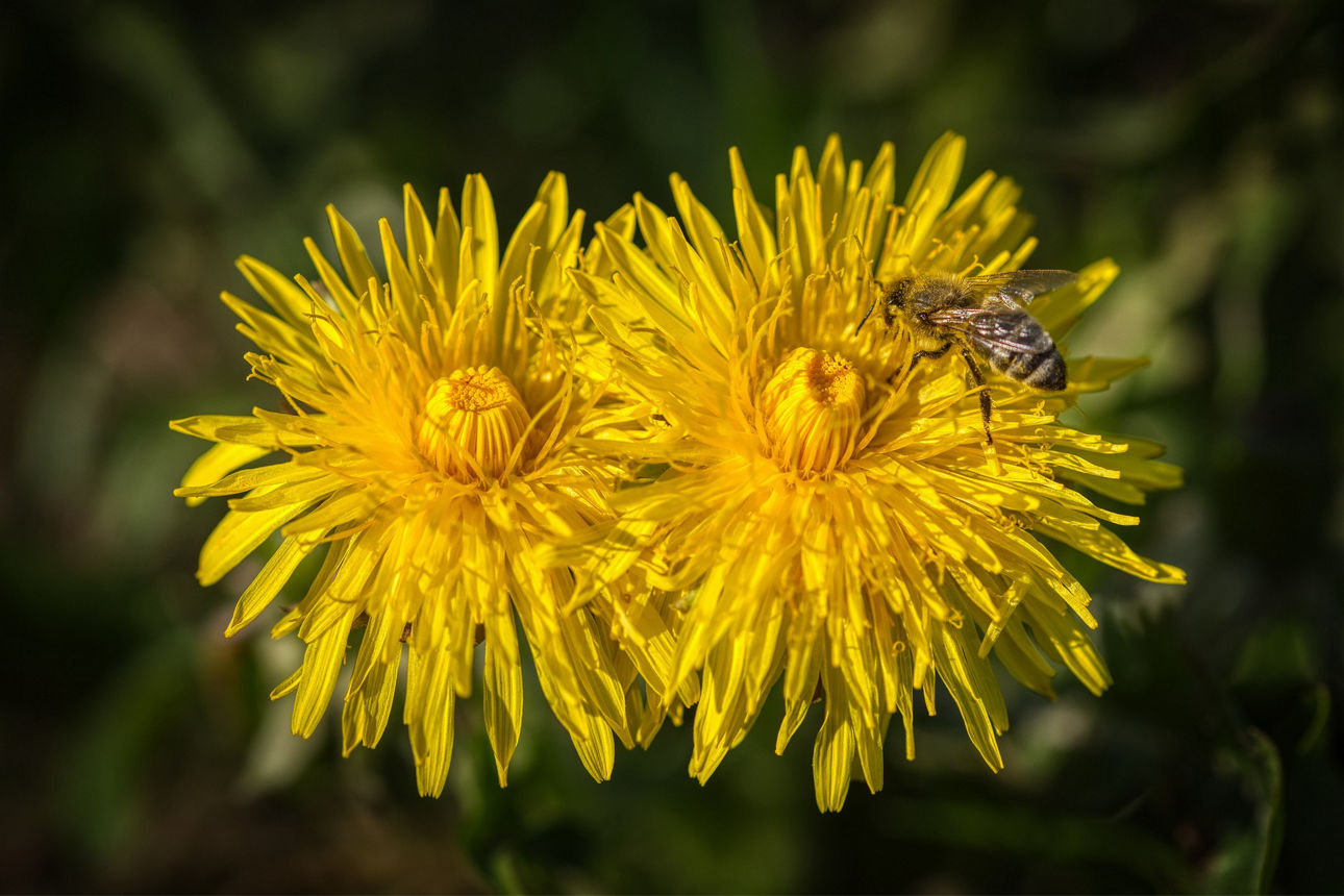 Zwei Löwenzahnblüten, und auf einer von ihnen sitzt eine Biene.