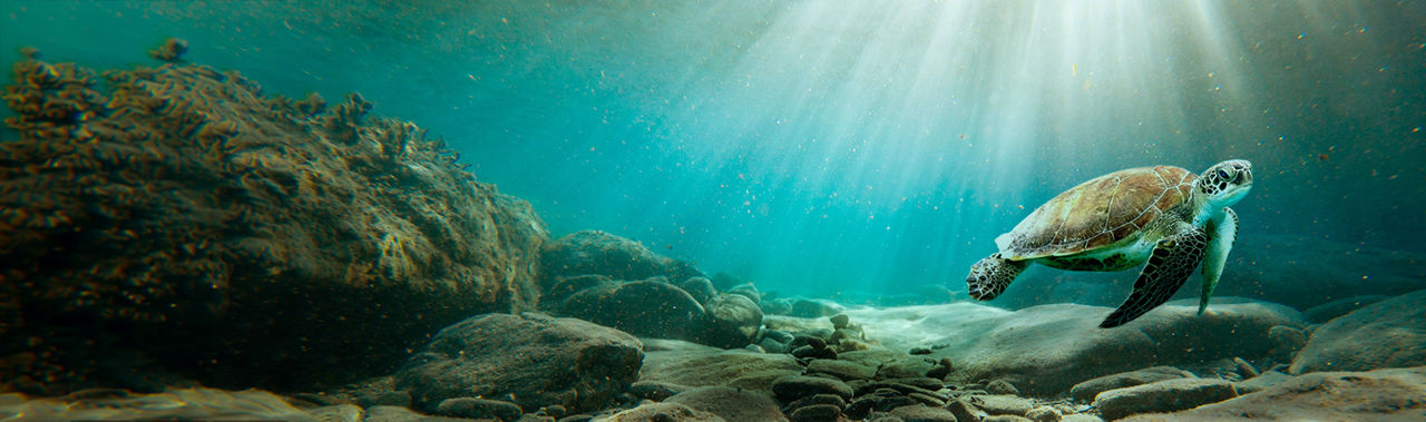 Schildkröte schwimmt im Wasser bei einer starken Lichteinstrahlung