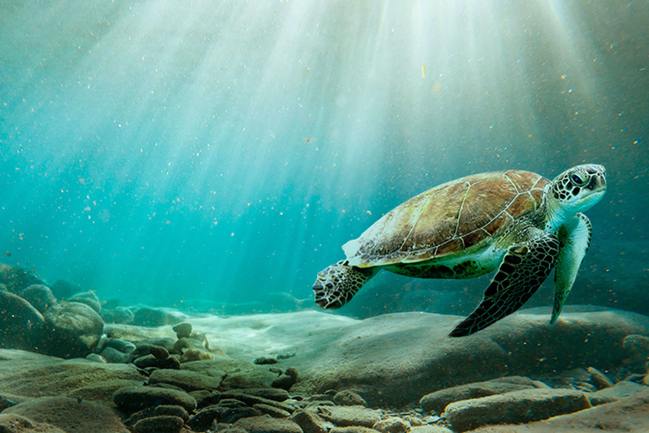 Schildkröte schwimmt im Wasser bei einer starken Lichteinstrahlung