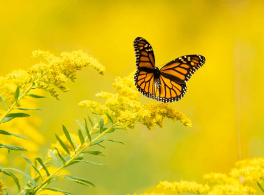 Schmetterling fliegt über gelbe Blüten