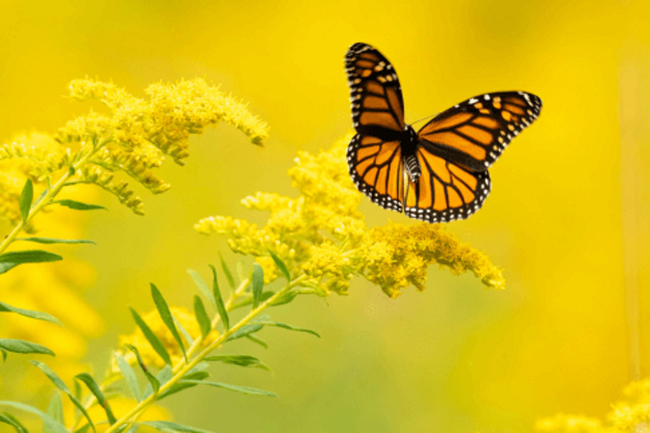 Ein Schmetterlinge landet auf einer gelben Staude.