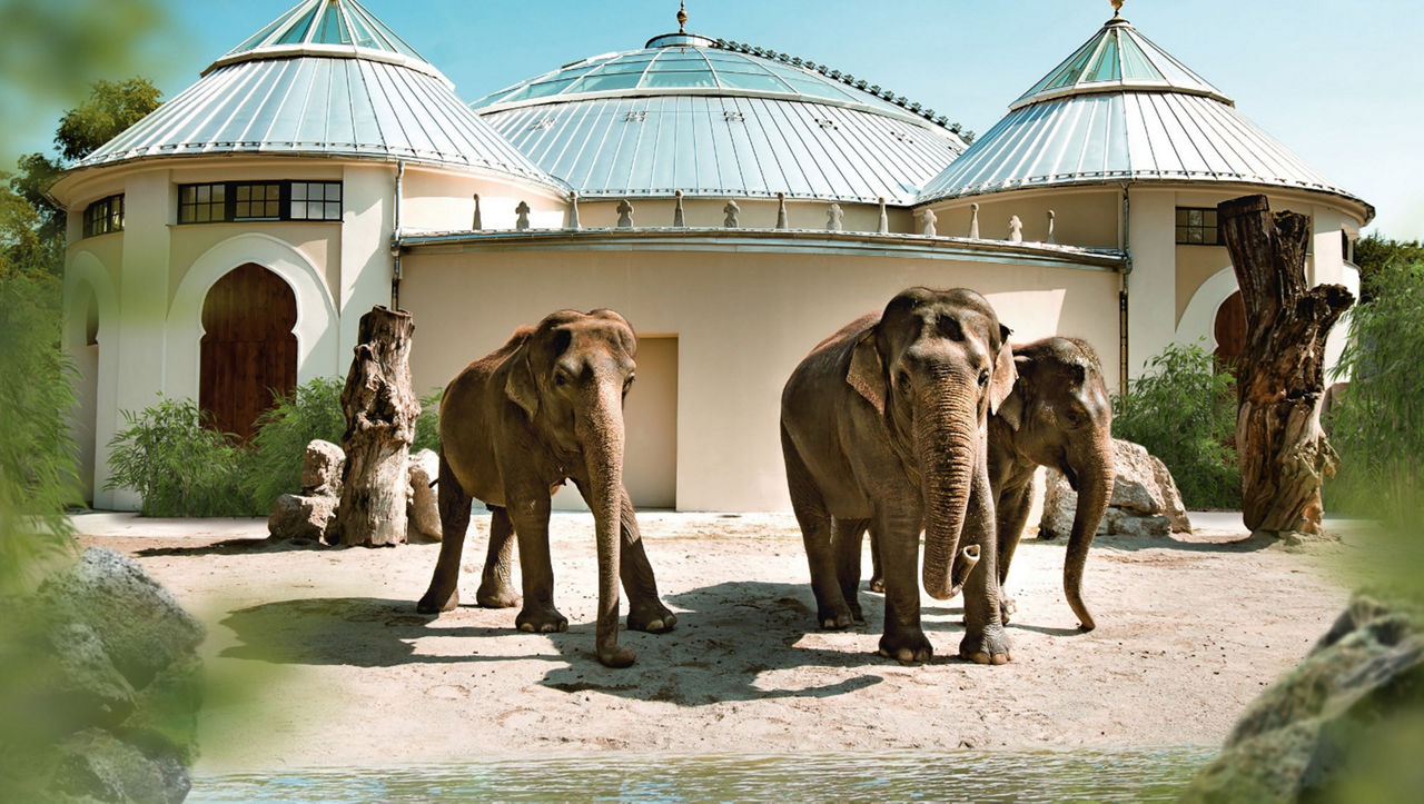 Elefanten in einem Zoo