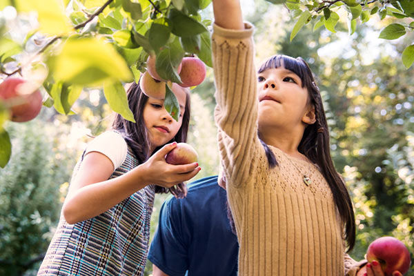 Zwei Kinder pflücken Äpfel von einem Baum