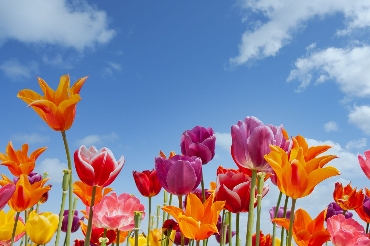 Verschiedene Blumen vor blauem Himmel
