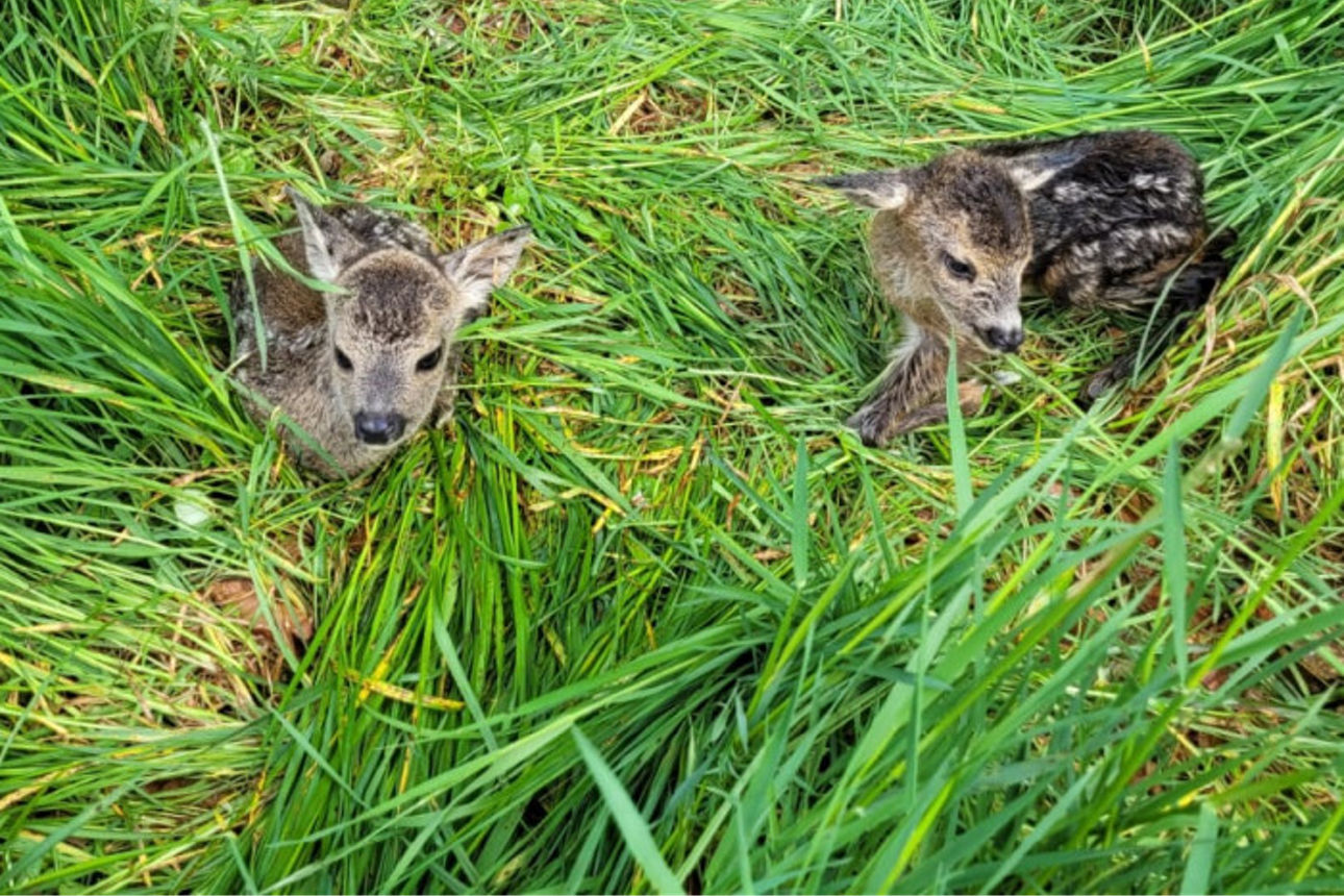 Bambis auf der Wiese.