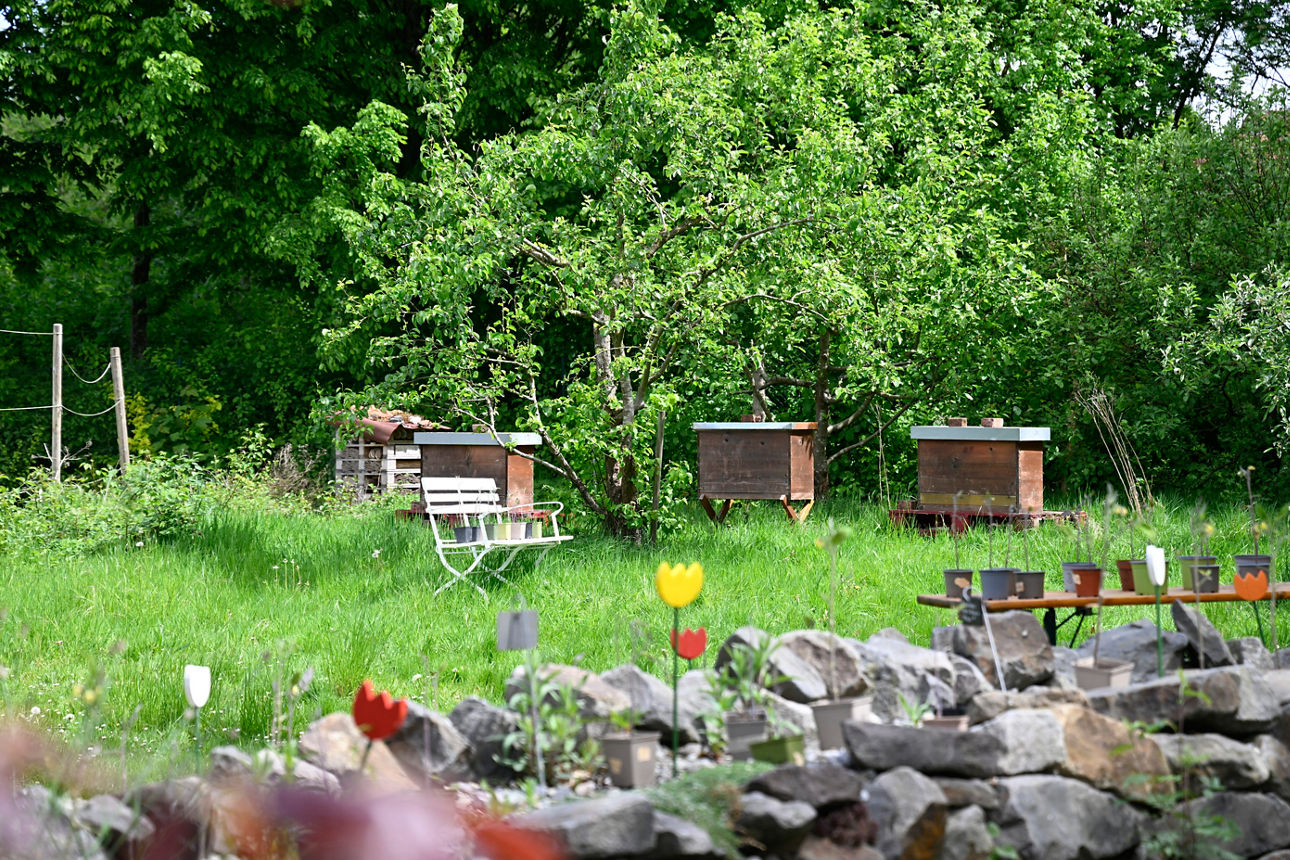 Wiese, auf der drei Boxen für Bienenvölker stehen