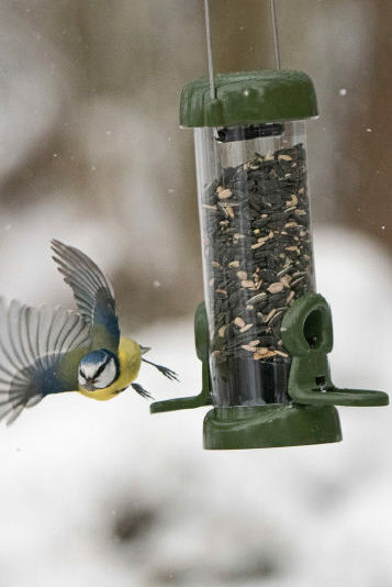 Eine hängende Futtersäule im Winter an der eine Meise im Abflug zu sehen ist.