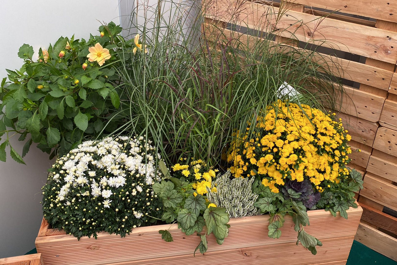 Ein Hochbeet aus Holz mit verschiedenen Pflanzen