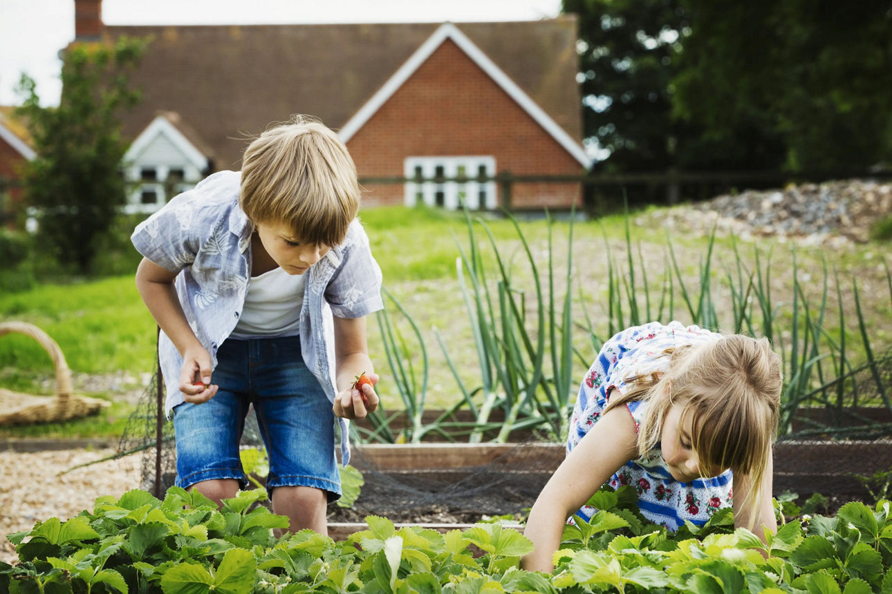Zwei Kinder pflücken Erdbeeren aus einem Hochbeet