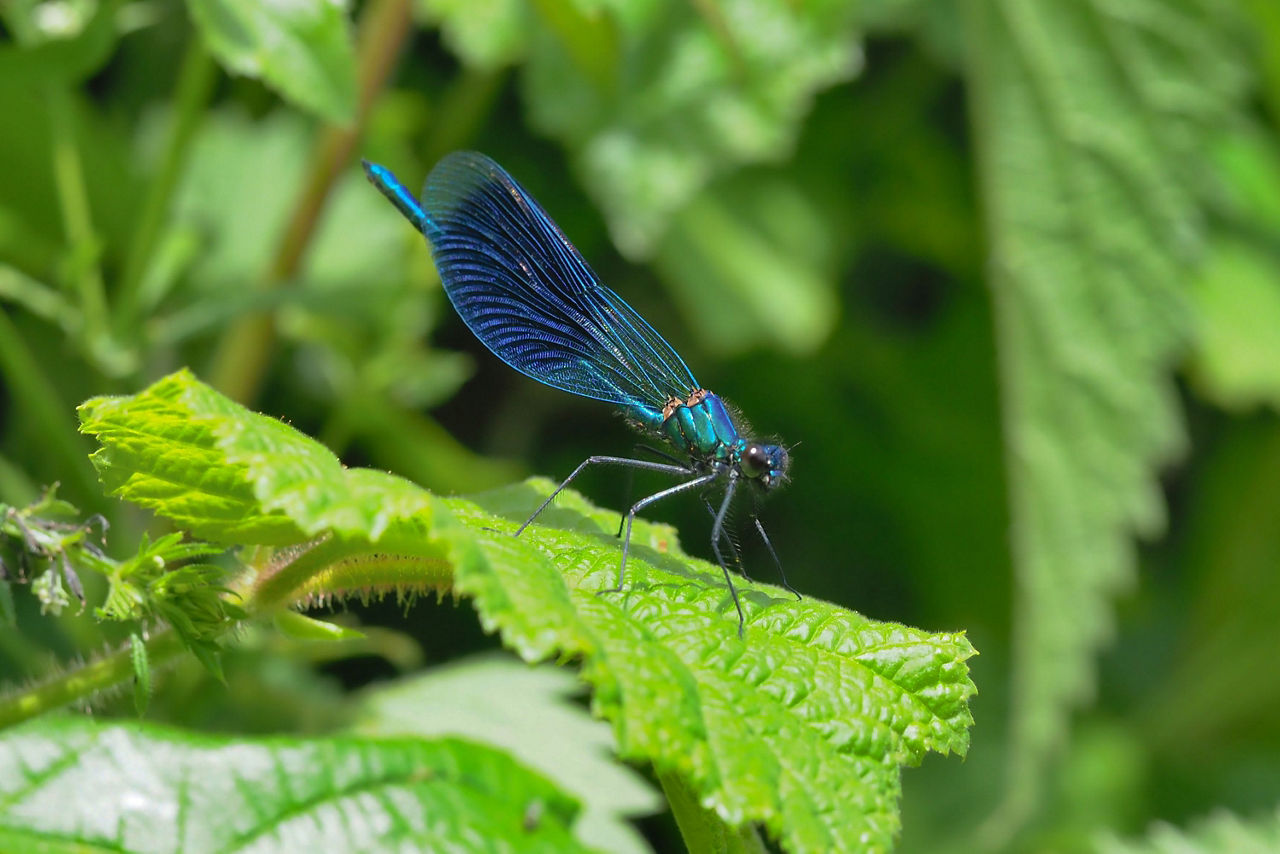 Die gebänderte blaue Libelle steht auf einem grünen Blatt