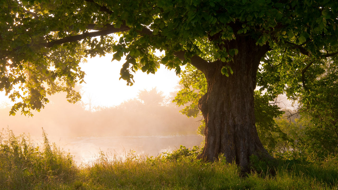 Ein Baum und ein See