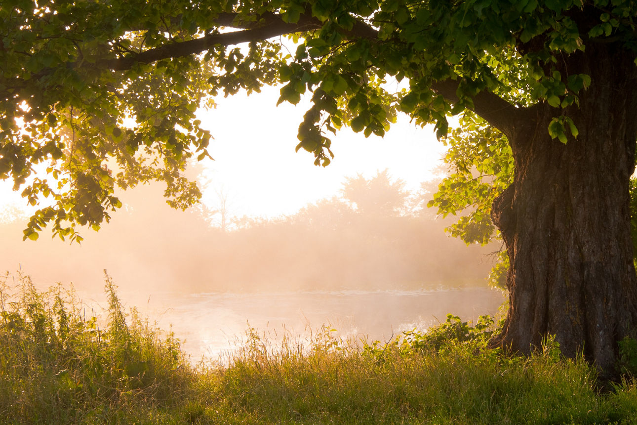 Blick auf ein Waldstück mit See im Hintergrund