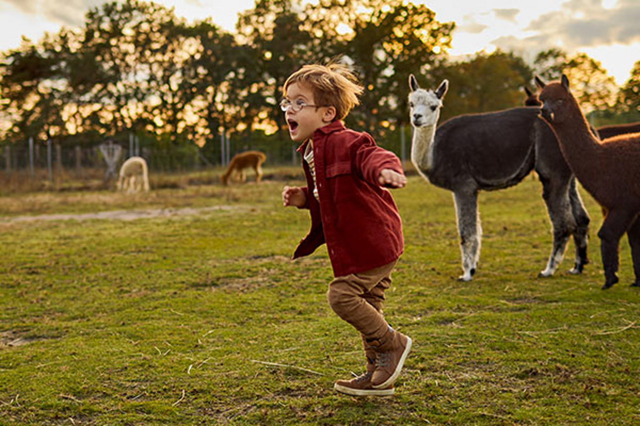 Ein Junge läuft auf einer Wiese auf der Lamas stehen und hat Spaß