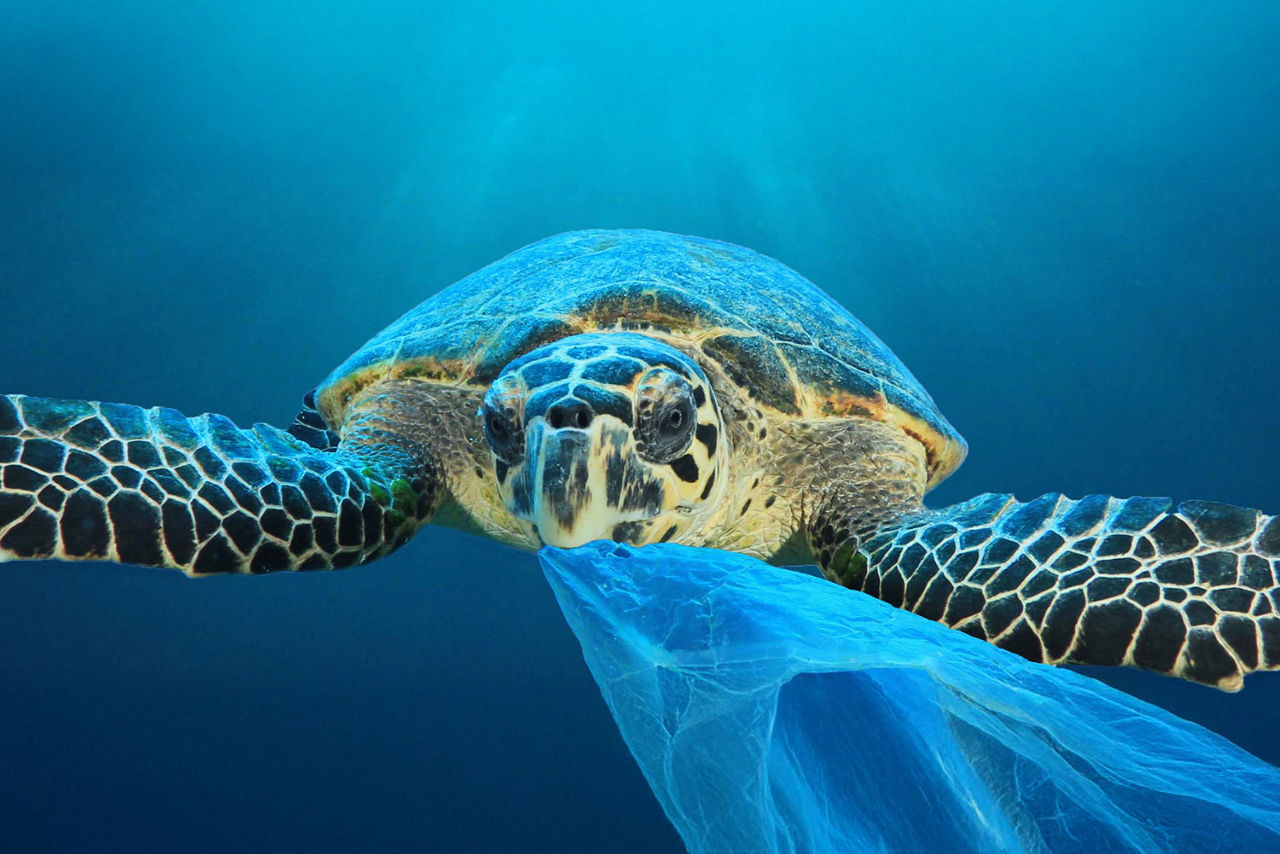 Wasserschildkröte mit einer Plastiktüte im Maul