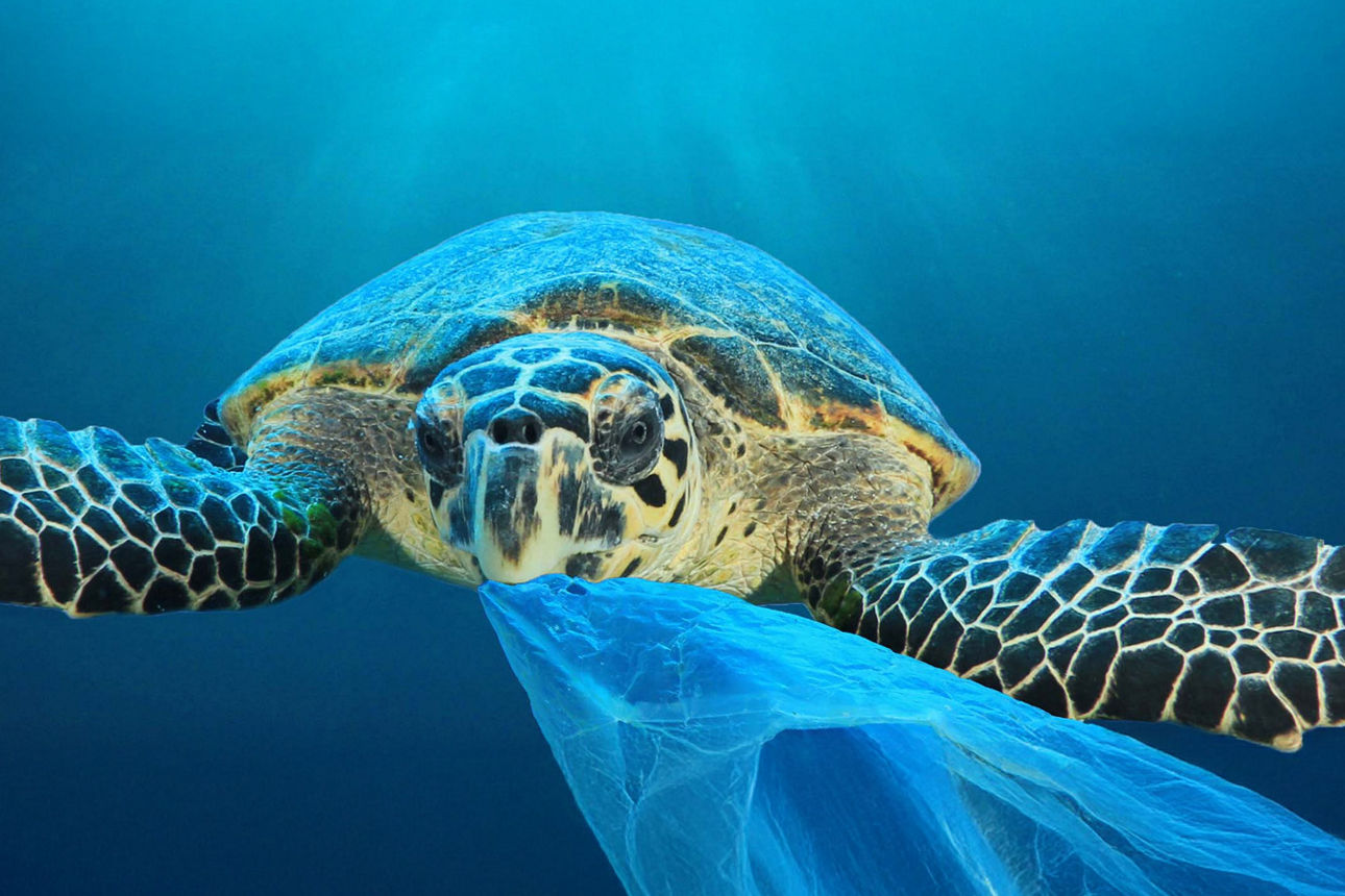 Wasserschildkröte mit einer Plastiktüte im Maul