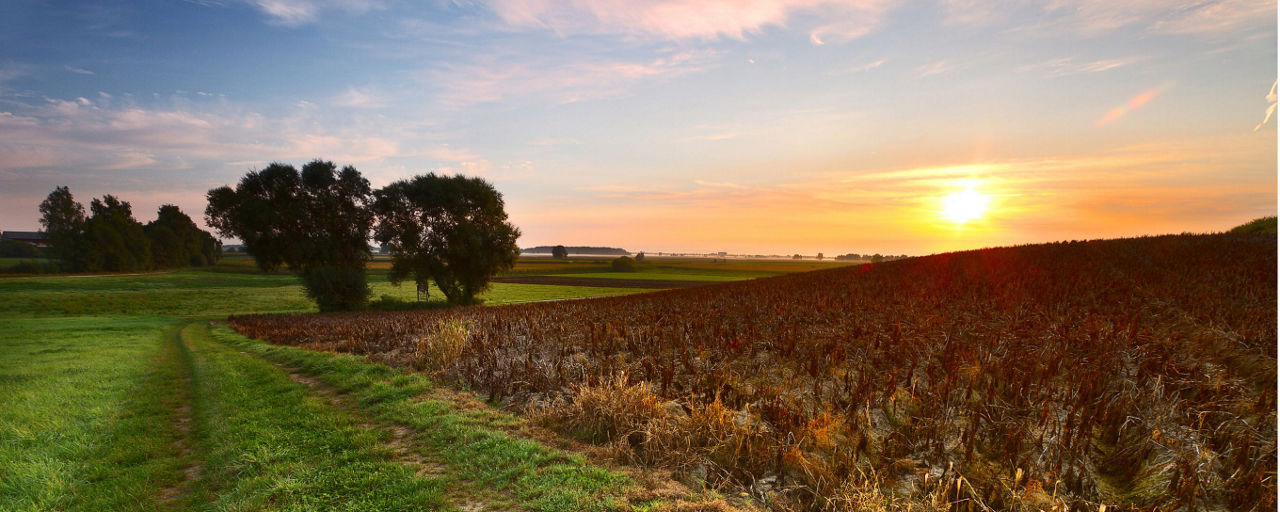 Eine Landschaft im Donaumoos mit dem Titel Herbstliches Kartoffelfeld von Daniel Böswald