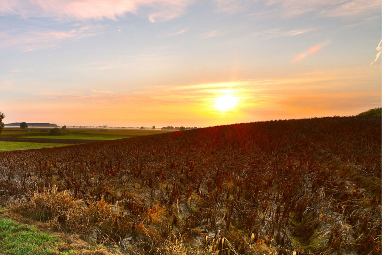 Eine Landschaft im Donaumoos mit dem Titel Herbstliches Kartoffelfeld von Daniel Böswald