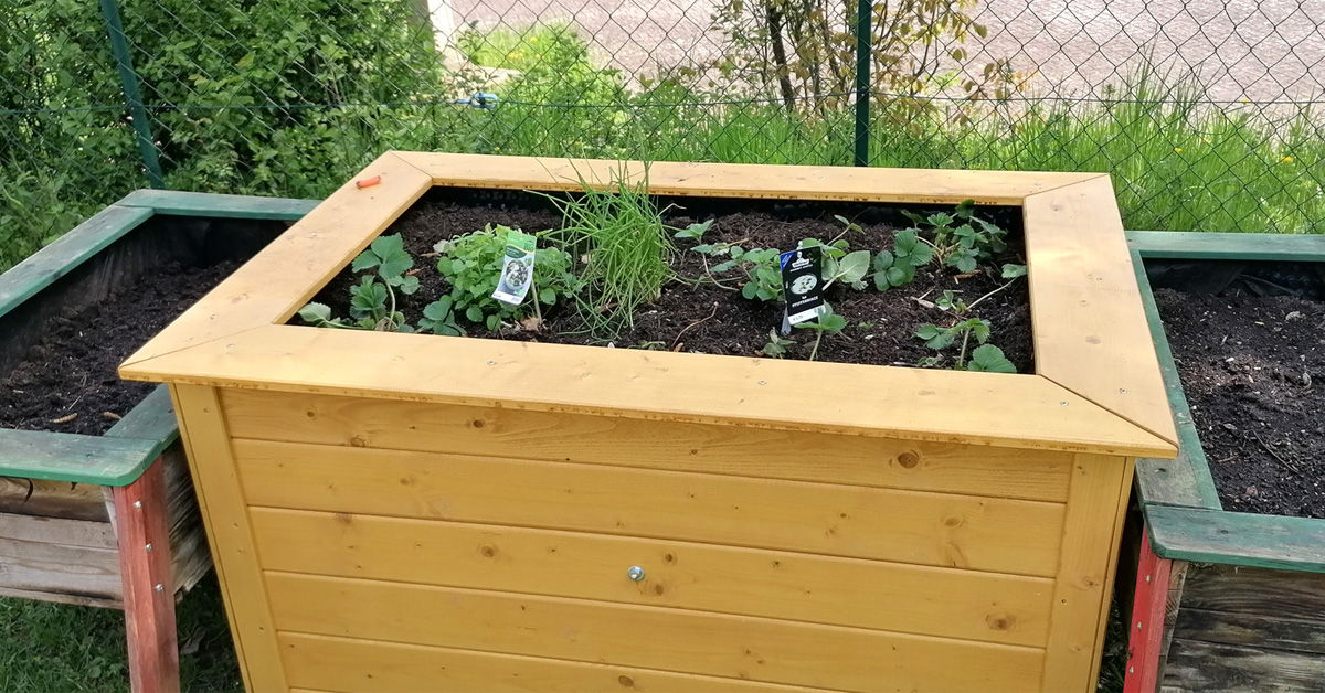 Ein Hochbeet mit frischen Gemüse
