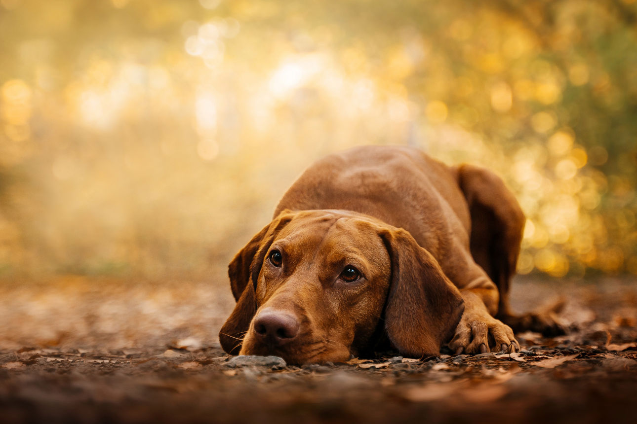 Brauner Hund mit langen Schlappohren liegt auf einem herbstlichen Waldweg, umgeben von Laub und warmem, goldenem Sonnenlicht.