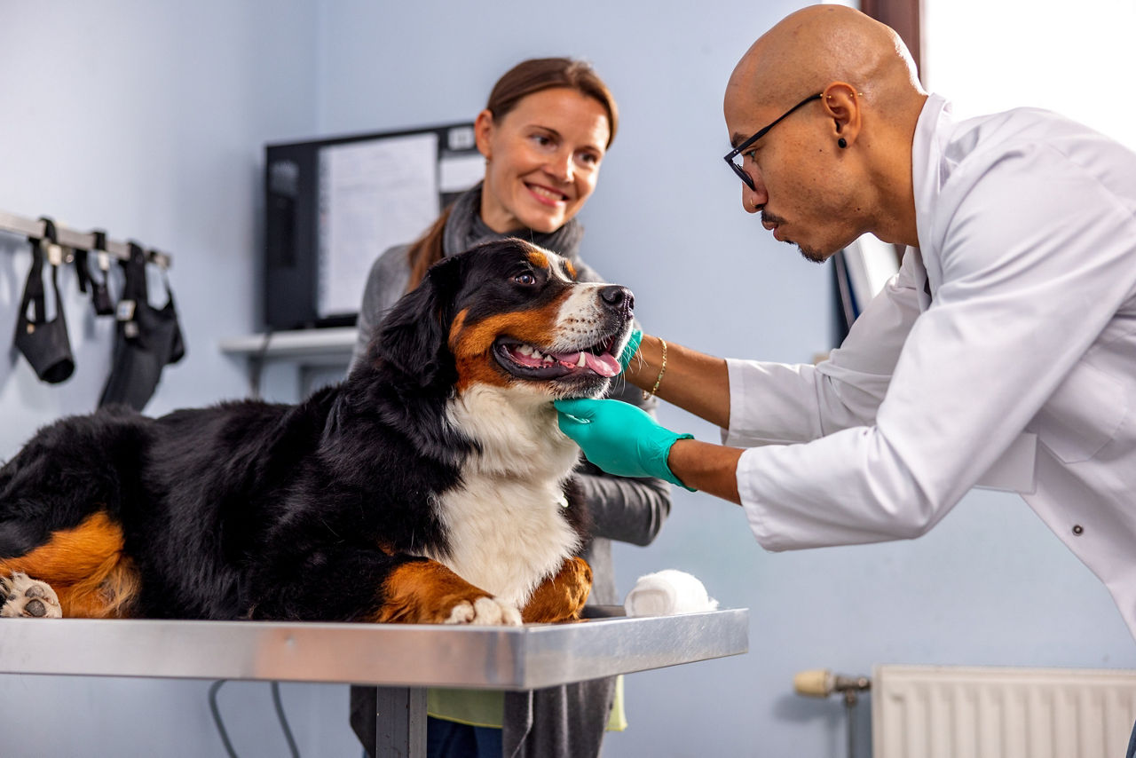 Im Vordergrund liegt ein großer Hund auf einem Tisch in einer Tierarztpraxis. Ein Tierarzt untersucht ihn im Kopfbereich. Im Hintergrund erkennt man eine Frau, die ihren Hund beruhigend streichelt. 