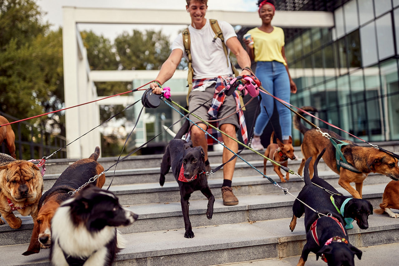 Ein junger Mann geht mit ungefähr eine Treppe hinunter. Vor ihm spazieren ungefähr zehn Hunde, zu denen er in beiden Händen eine Leine hält. Im Hintergrund sieht man eine lächelnde junge Frau. 
