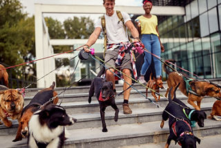 Ein junger Mann geht mit ungefähr eine Treppe hinunter. Vor ihm spazieren ungefähr zehn Hunde, zu denen er in beiden Händen eine Leine hält. Im Hintergrund sieht man eine lächelnde junge Frau.  Ein junger Mann geht mit ungefähr eine Treppe hinunter. Vor ihm spazieren ungefähr zehn Hunde, zu denen er in beiden Händen eine Leine hält. Im Hintergrund sieht man eine lächelnde junge Frau.