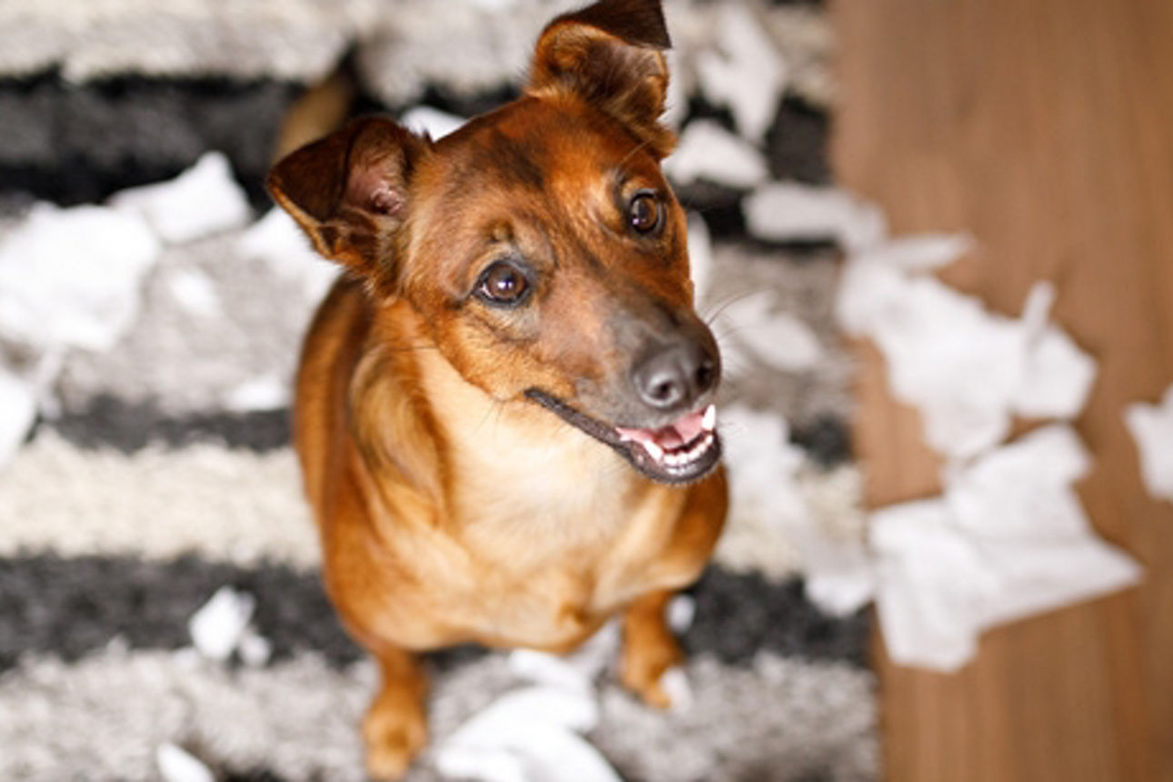 Ein Hund sitzt zwischen Fetzen am Boden und blickt erwartungsvoll