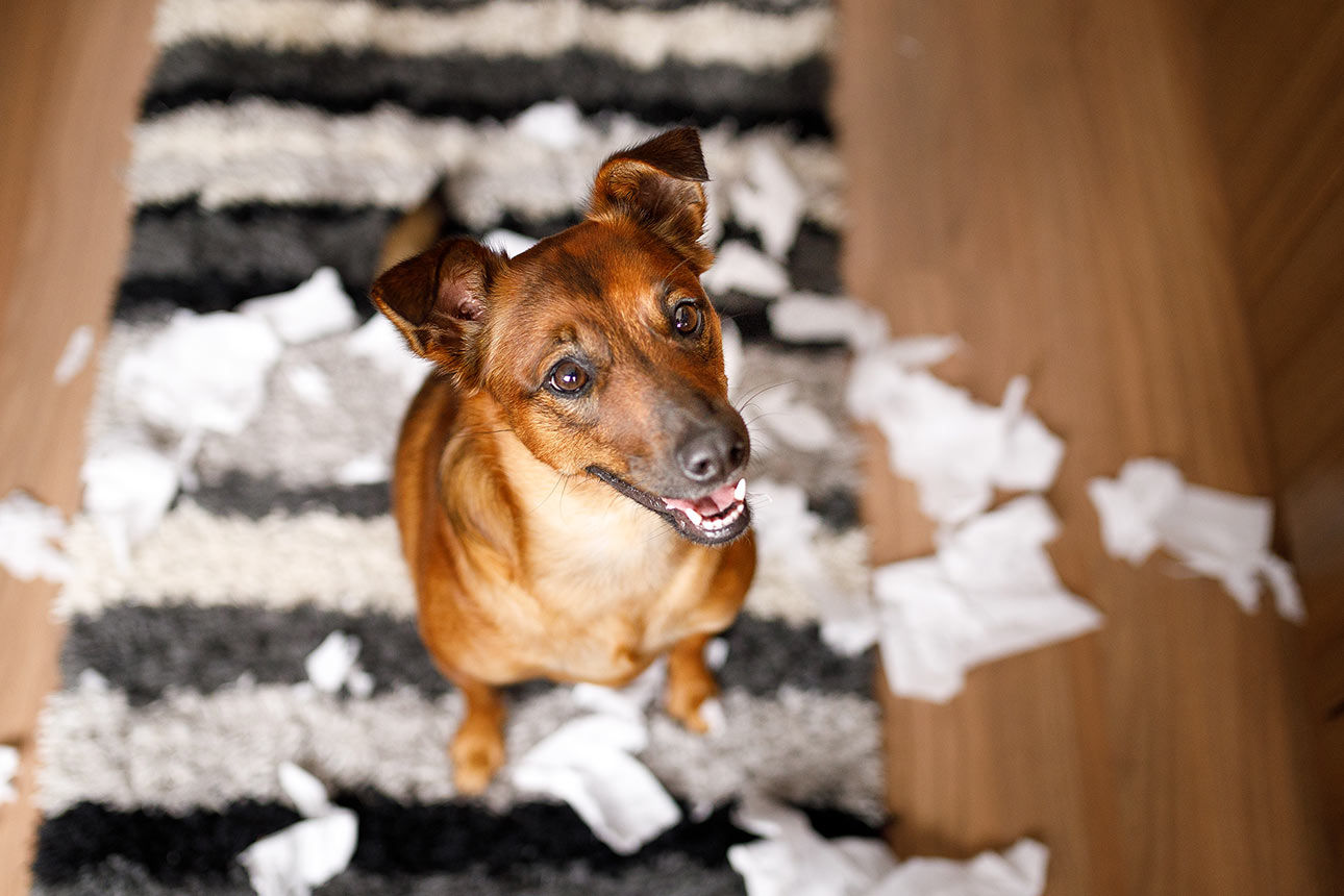 Hund sitzt auf einem Haufen zerrissenen Papiers Hund sitzt auf einem Haufen zerrissenen Papiers