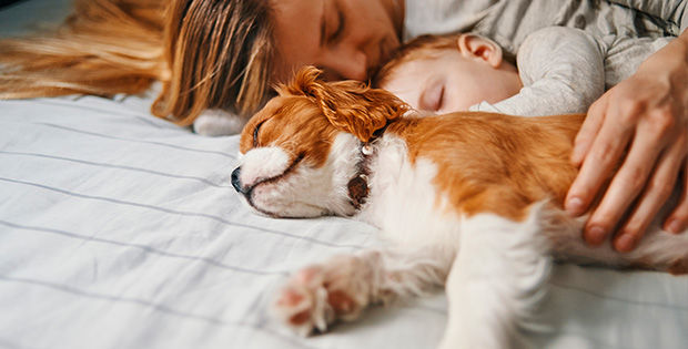 Junge Frau, Kleinkind und Hund liegen schlafend im Bett