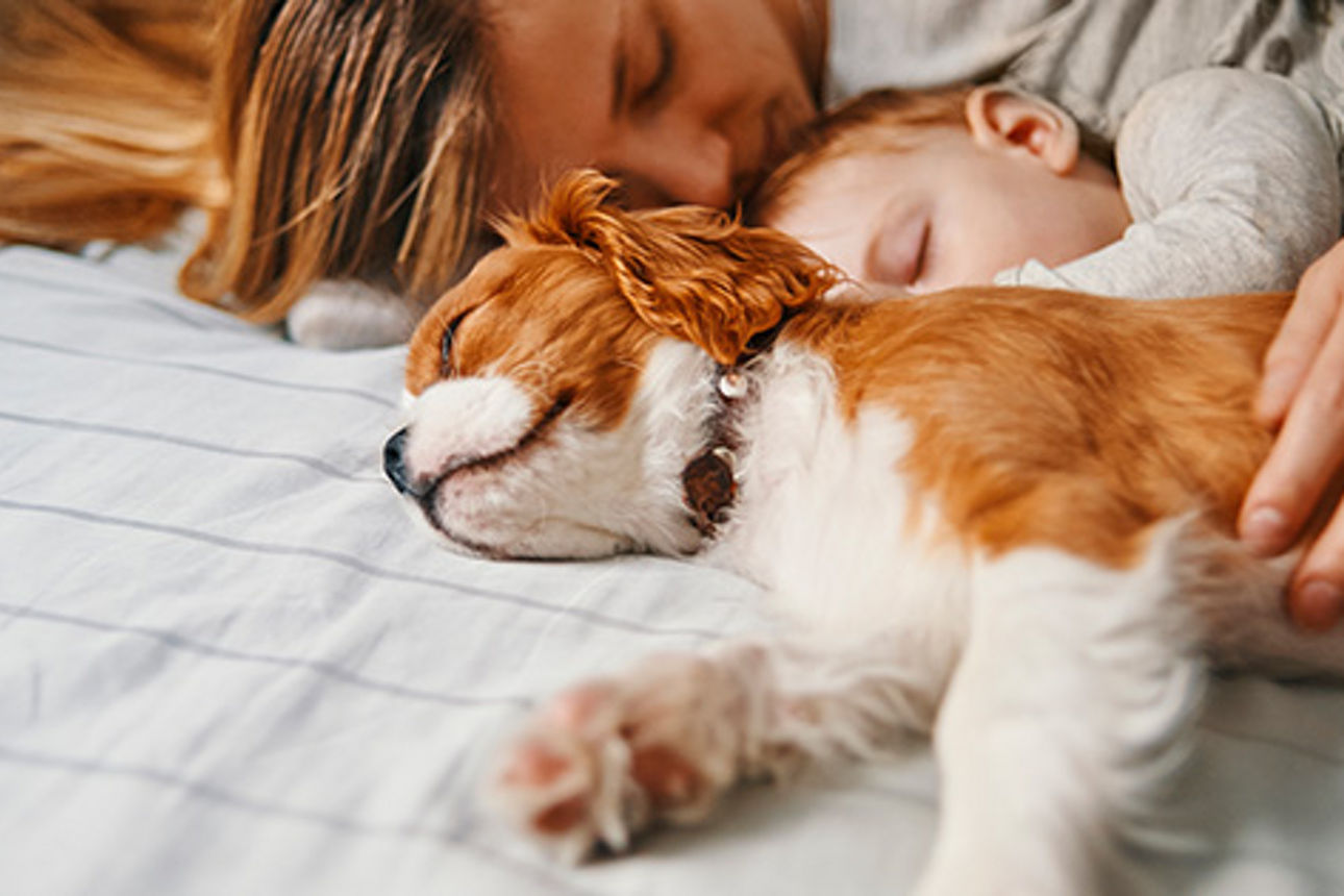 Junge Frau, Kleinkind und Hund liegen schlafend im Bett