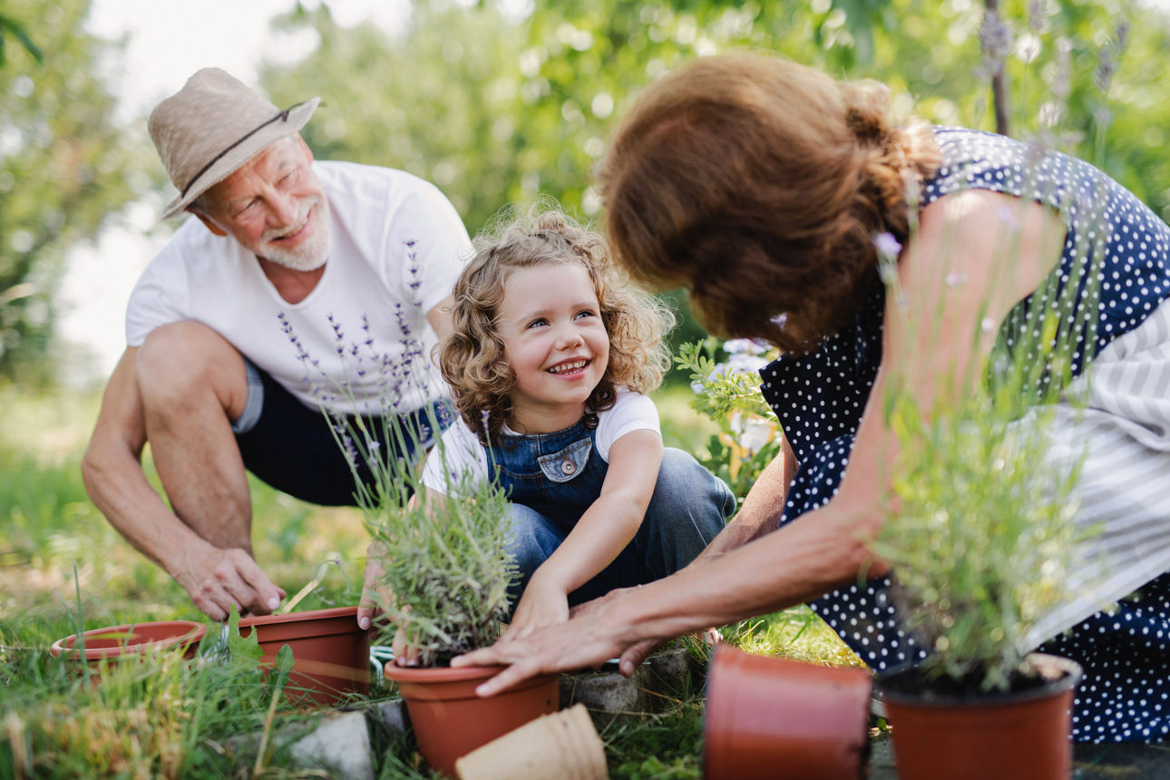 Seniorengroßeltern und Enkelin beim Gärtnern im Garten.