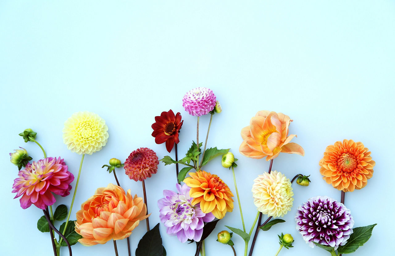 Verschiedene Blumen auf blauem Hintergund