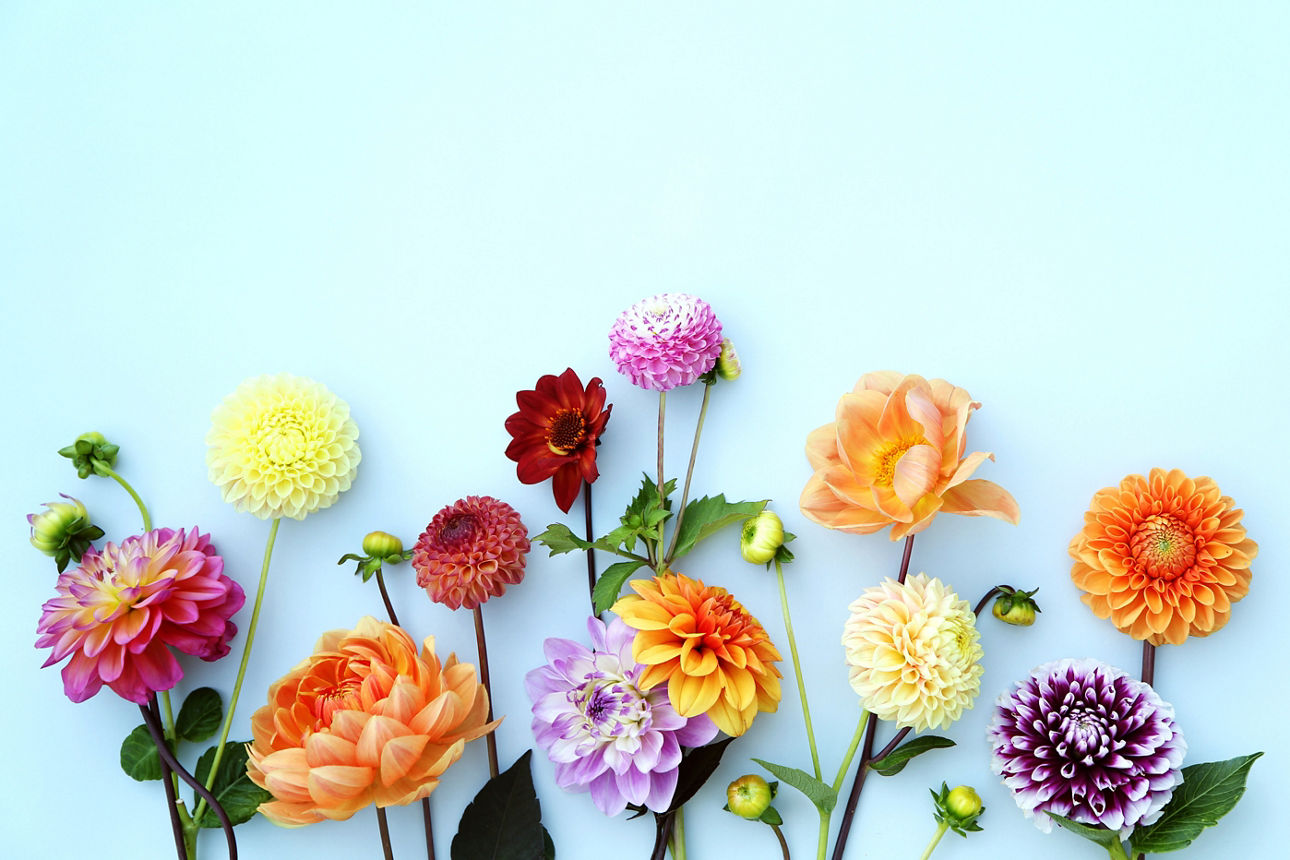 Verschiedene Blumen auf blauem Hintergund